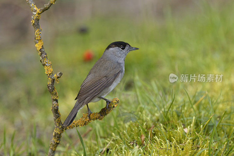 雄性黑头莺(Sylvia atricapilla)